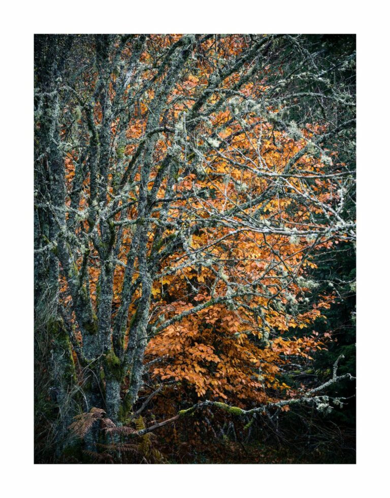 heydel 244000262131070506 n 768x979